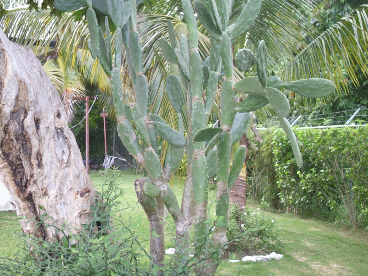 Whistling Villa Runaway Bay Buitenkant foto